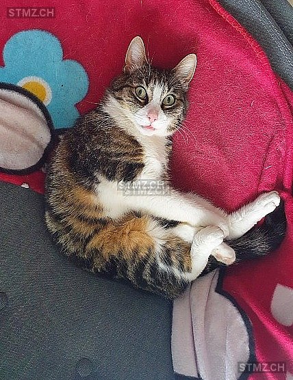 Mercedes — Hauskatze ♀, Vermisst seit 26.05.2024, Biel/Bienne (BE)