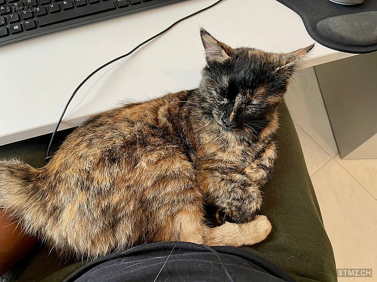 Rue — Hauskatze ♀, Vermisst seit 26.08.2025, Olten (SO)