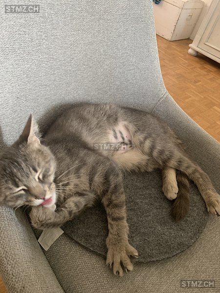 Luna — Hauskatze ♀, Vermisst seit 07.09.2025, Niederbuchsiten (SO)