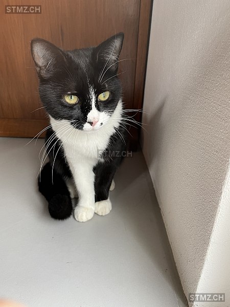 Gigi — Hauskatze ♀, Vermisst seit 26.08.2025, Bösingen (FR)