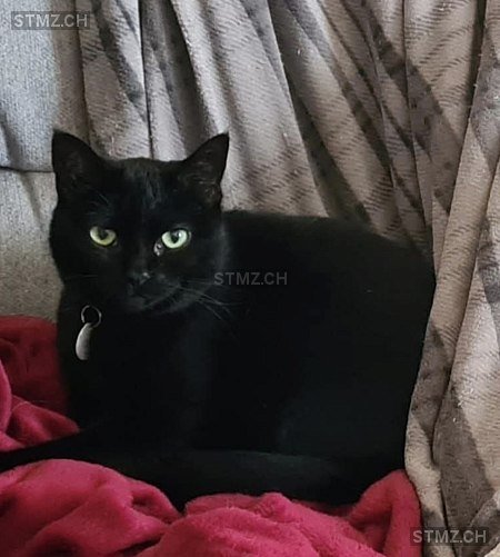 Chips — Hauskatze ♀, Vermisst seit 10.07.2025, Cheseaux-sur-Lausanne (VD)