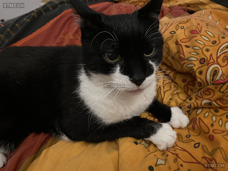 Pirat — Hauskatze ♂, Vermisst seit 07.09.2025, Basel (BS)