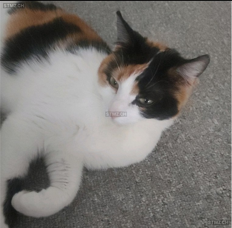 Mimi — Hauskatze ♀, Vermisst seit 27.08.2025, Niederwil SG (SG)