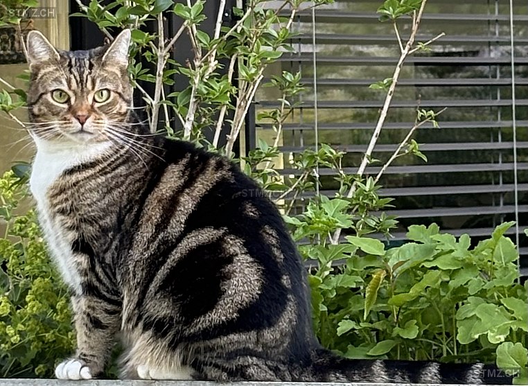 Babka — Hauskatze ♀, Vermisst seit 05.09.2025, Winterthur (ZH)