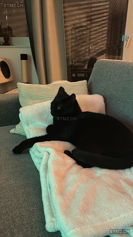 Archie — Hauskatze ♂, Vermisst seit 23.09.2024, Reinach BL (BL)