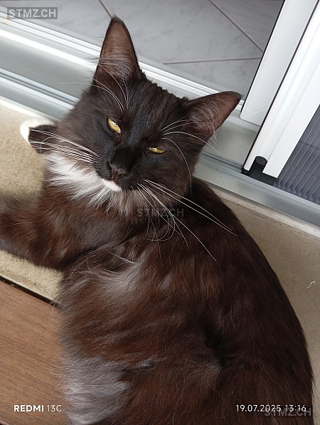 Louis — Norwegische Waldkatze ♂, Vermisst seit 10.09.2025, Balsthal (SO)