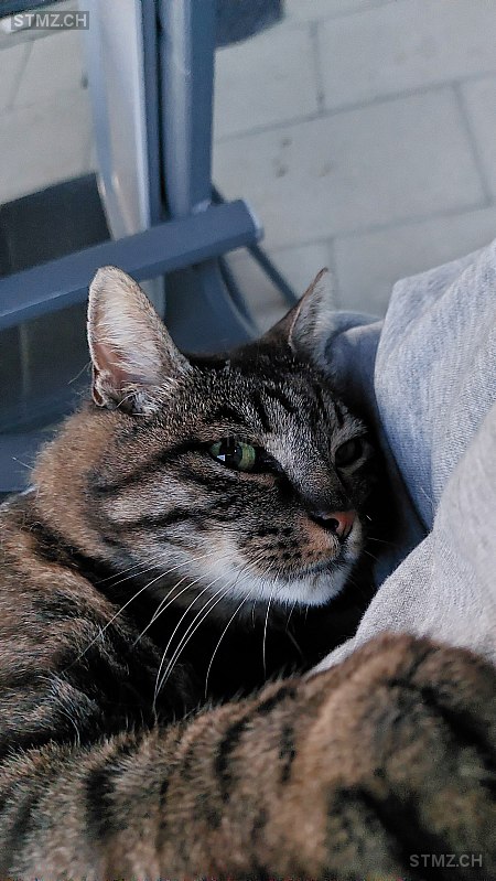 Henry — Hauskatze ♂, Vermisst seit 07.09.2025, Luterbach (SO)