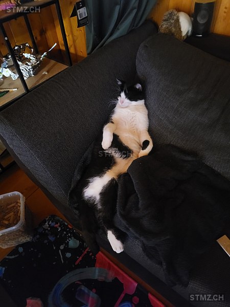 Tappo — Katze ♂, Vermisst seit 08.09.2025, Ebnat-Kappel (SG)