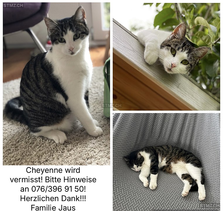Cheyenne — Hauskatze ♀, Vermisst seit 09.09.2025, Fraubrunnen (BE)