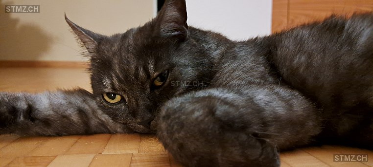 Joy — Hauskatze ♀, Vermisst seit 09.09.2025, Rapperswil SG (SG)