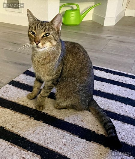 Arthur — Hauskatze ♂, Vermisst seit 23.08.2025, Aeugst am Albis (ZH)
