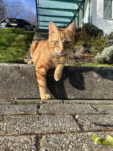 Simba — Hauskatze ♂, Vermisst seit 11.09.2025, Oberägeri (ZG)