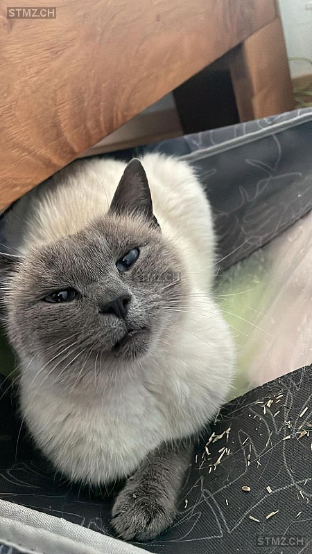 Josi — Hauskatze ♀, Vermisst seit 13.08.2025, Savièse (VS)