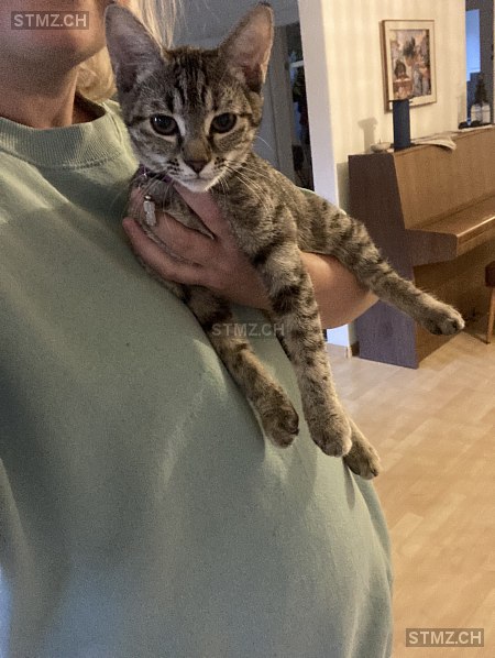 Fina — Hauskatze ♀, Vermisst seit 31.07.2025, Zürich (ZH)