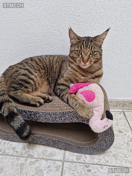 Filou — Hauskatze ♂, Vermisst seit 12.09.2025, Unterentfelden (AG)