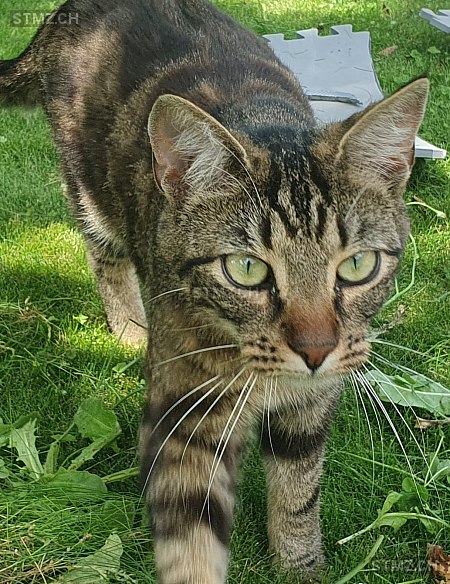 Ticouni — Hauskatze ♂, Vermisst seit 17.07.2025, Montbrelloz (FR)