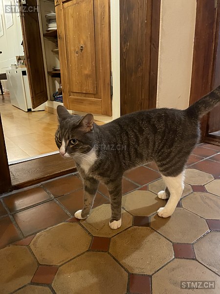 Jango — Hauskatze ♂, Vermisst seit 11.09.2025, Schönenberg ZH (ZH)