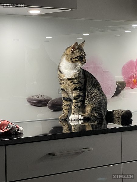 Kimi — Hauskatze ♂, Vermisst seit 09.09.2025, Horriwil (SO)