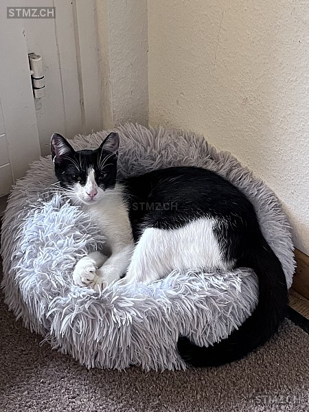 Luna — Hauskatze ♀, Vermisst seit 12.09.2025, Dietlikon (ZH)