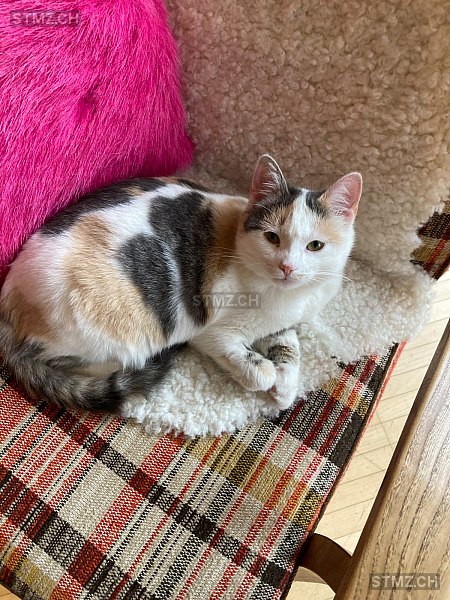 Trudi — Hauskatze ♀, Vermisst seit 10.09.2025, Neuwilen (TG)