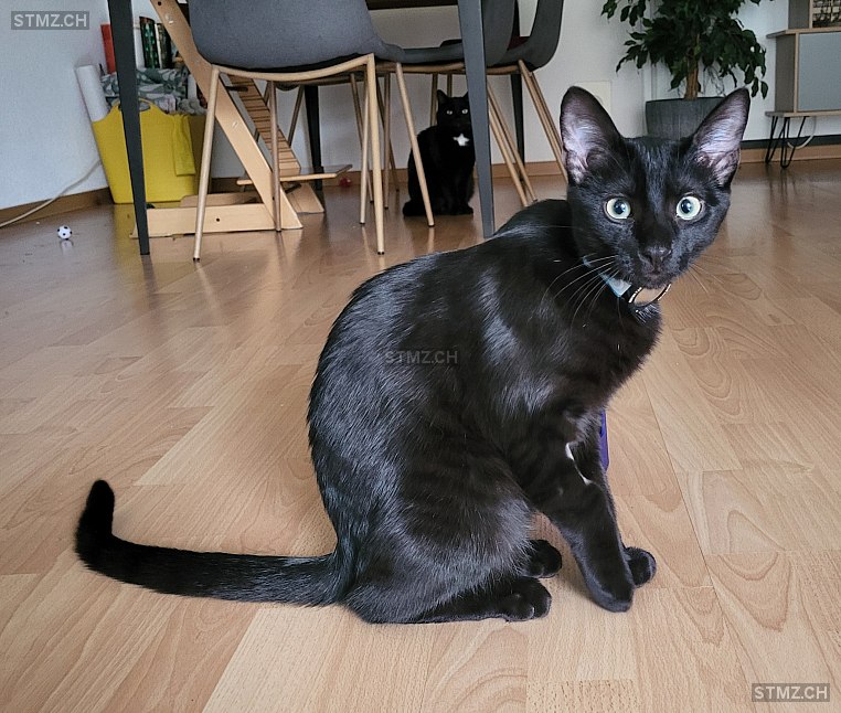 Henry — Hauskatze ♂, Vermisst seit 11.09.2025, Winterthur (ZH)
