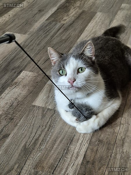 Milo — Hauskatze ♂, Vermisst seit 03.09.2025, Dieterswil (BE)