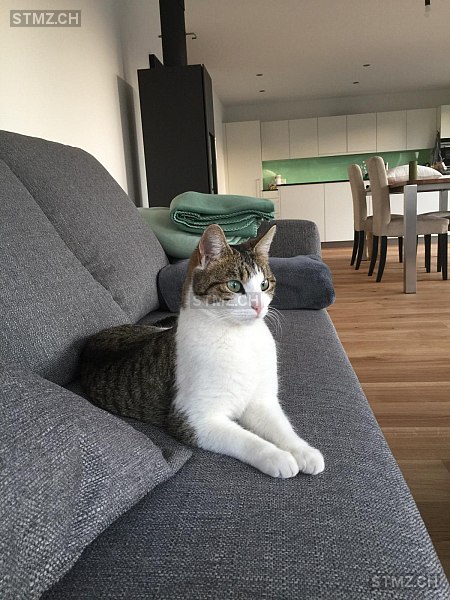 Alota — Hauskatze ♀, Vermisst seit 14.09.2025, Thörigen (BE)