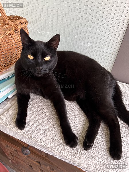 Ticina — Hauskatze ♀, Vermisst seit 11.09.2025, Dübendorf (ZH)