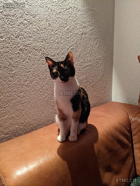 Lua — Hauskatze ♀, Vermisst seit 15.09.2025, Würenlos (AG)