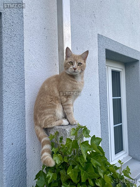Anubi — Hauskatze ♂, Vermisst seit 15.09.2025, Menziken (AG)