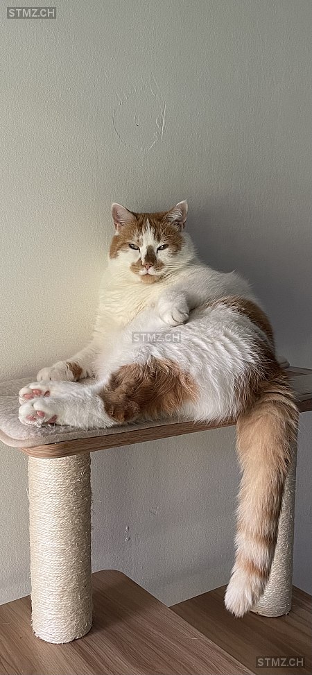 Djani — Hauskatze ♂, Vermisst seit 09.09.2025, Buchs SG (SG)