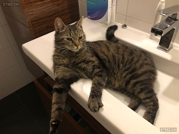 Sulejmani — Hauskatze ♂, Vermisst seit 07.09.2025, Wolhusen (LU)