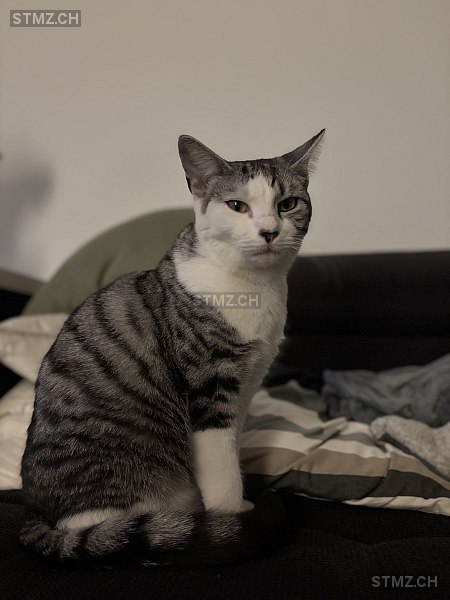 Ayumi — Hauskatze ♀, Vermisst seit 17.09.2025, Weiningen ZH (ZH)