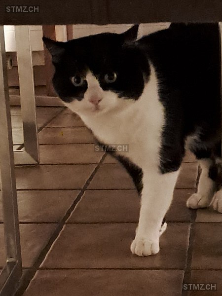 Tom — Hauskatze ♂, Vermisst seit 12.07.2025, Oberhof (AG)