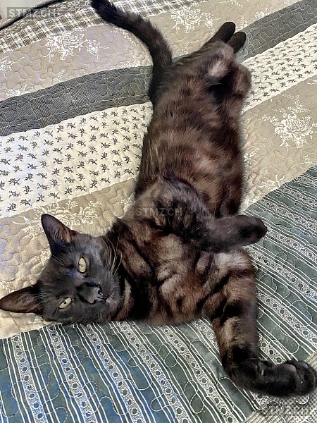 Jerry — Hauskatze ♂, Vermisst seit 10.09.2025, Rupperswil (AG)