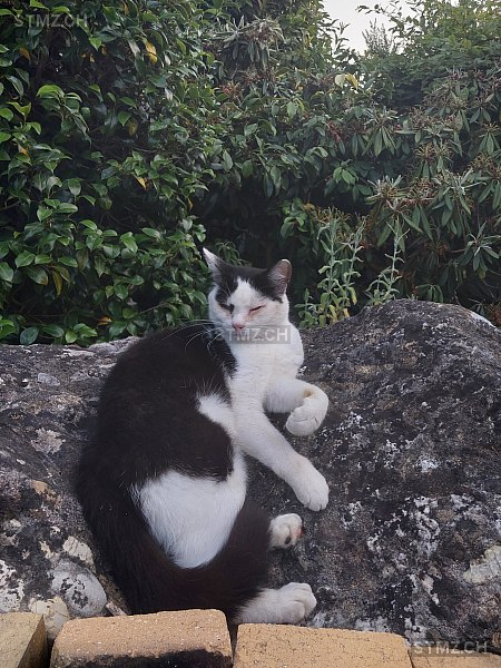 Mimi — Hauskatze ♀, Vermisst seit 17.09.2025, Ottenbach (ZH)