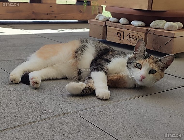 Kalani — Hauskatze ♀, Vermisst seit 17.09.2025, Eschenz (TG)