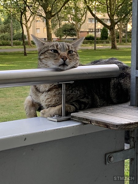 Tigi — Hauskatze ♂, Vermisst seit 12.09.2025, Bern (BE)