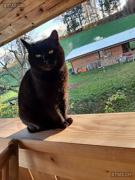 Lumina — Hauskatze ♀, Vermisst seit 16.09.2025, Ueberstorf (FR)