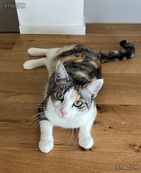 Giada — Hauskatze ♀, Vermisst seit 11.09.2025, Jona (SG)