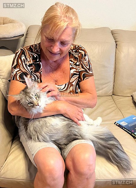 Thor — Maine Coon ♂, Vermisst seit 19.09.2025, Uitikon Waldegg (ZH)