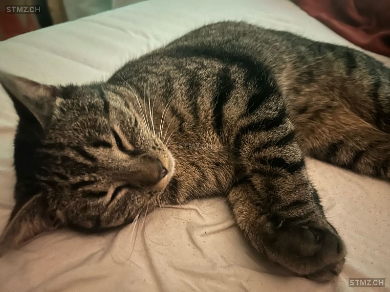 Malea — Hauskatze ♀, Vermisst seit 18.09.2025, Winterthur (ZH)