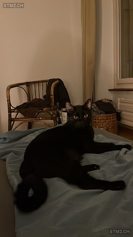 Soba — Hauskatze ♂, Vermisst seit 19.09.2025, Villars-sur-Glâne (FR)