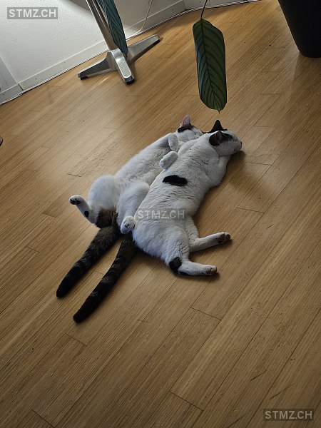 Fluffy — Hauskatze ♀, Vermisst seit 01.09.2025, Muttenz (BL)