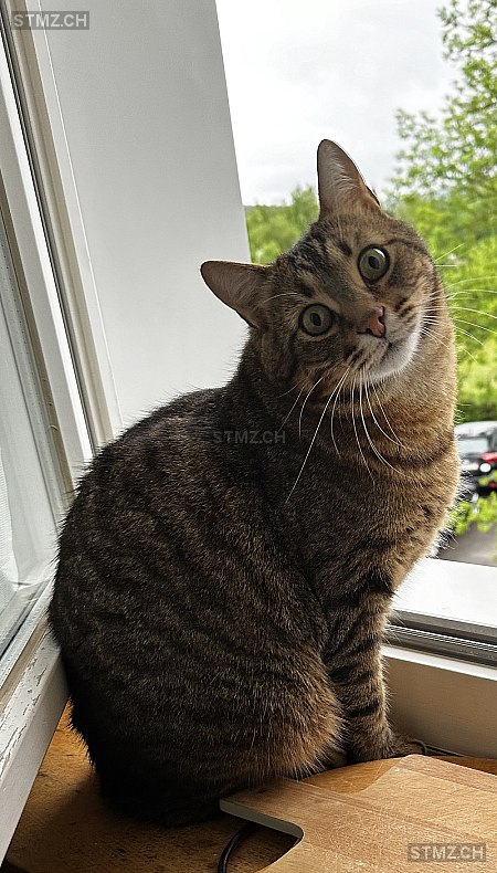 Minos — Hauskatze ♂, Vermisst seit 17.09.2025, Laufen (BL)