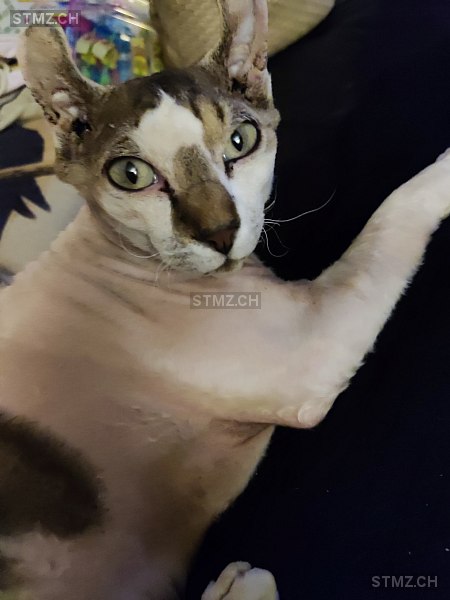 Oreo — Sphynx ♂, Vermisst seit 21.09.2025, Berneck (SG)