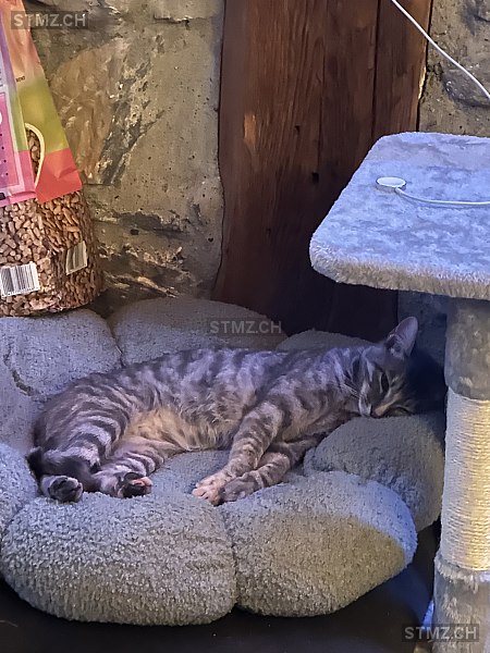 Tigri — Hauskatze ♀, Vermisst seit 03.09.2025, Monthey (VS)