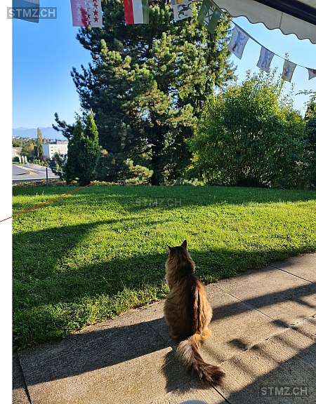 Singha — Norwegische Waldkatze ♂, Vermisst seit 21.09.2025, Widen (AG)