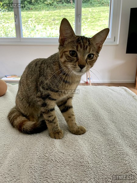 Tilda — Hauskatze ♀, Vermisst seit 19.09.2025, Mettlen (TG)