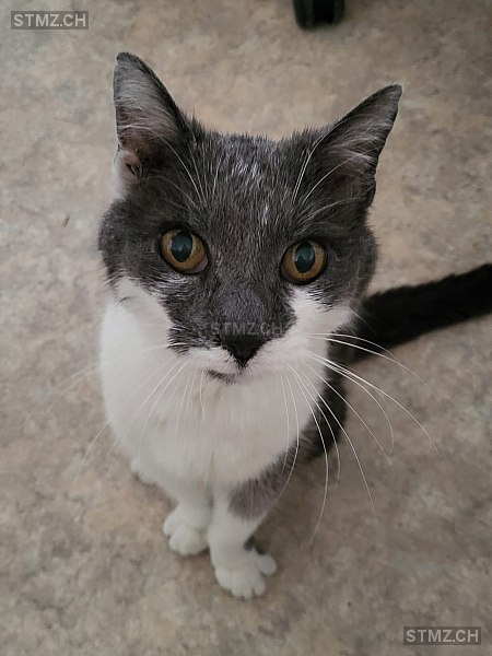 Nestor — Hauskatze ♂, Vermisst seit 21.09.2025, Gurmels (FR)